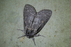 Discophlebia celaena