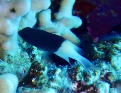 Pycnochromis dimidiatus