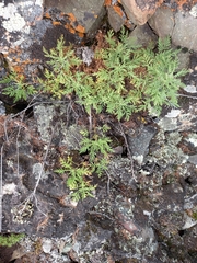 Artemisia tanacetifolia