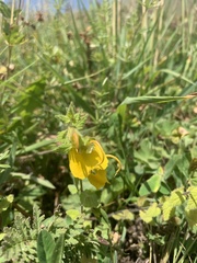 Rhynchocorys orientalis