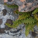 Lace Lip Fern - Photo (c) randomtruth, some rights reserved (CC BY-NC-SA)
