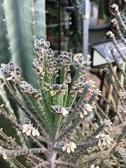 Kalanchoe delagoensis