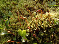 Philonotis tomentella