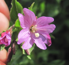 Epilobium gemmascens