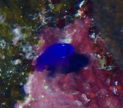 Pseudochromis fridmani