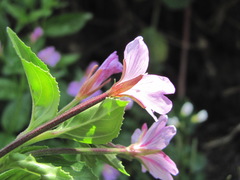 Epilobium gemmascens