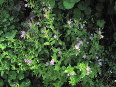 Epilobium gemmascens