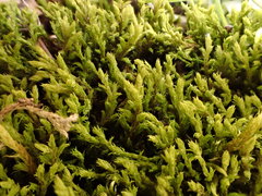 Racomitrium ericoides