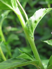 Epilobium gemmascens