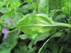 Epilobium gemmascens
