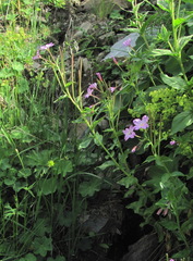 Epilobium gemmascens