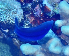 Larabicus quadrilineatus