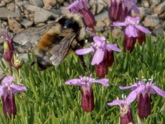 Bombus sylvicola