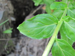 Epilobium gemmascens