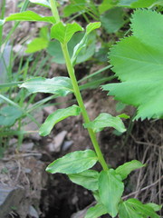 Epilobium gemmascens