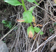 Epilobium gemmascens