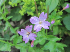 Epilobium gemmascens