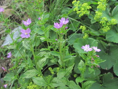 Epilobium gemmascens