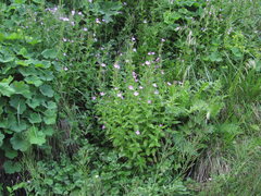 Epilobium gemmascens