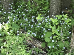 Nemophila phacelioides