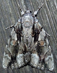 Catocala flebilis