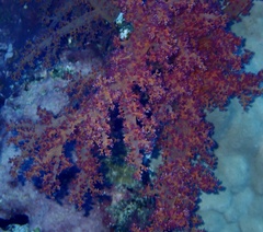 Dendronephthya hemprichi