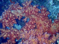 Dendronephthya hemprichi