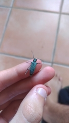 Saperda octopunctata