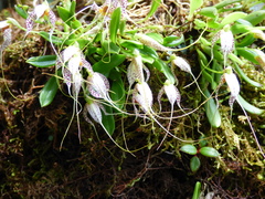 Masdevallia picturata