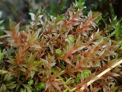 Ptychostomum pallens