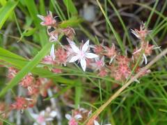 Sedum anglicum