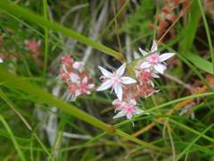 Sedum anglicum