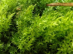 Warnstorfia pseudostraminea