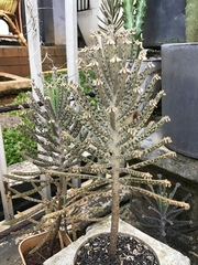 Kalanchoe delagoensis