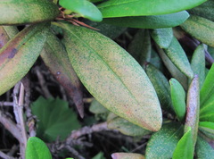 Stephanitis caucasica