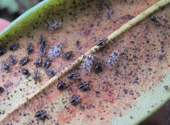 Stephanitis caucasica