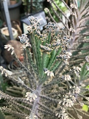 Kalanchoe delagoensis