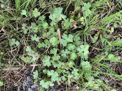 Hydrocotyle batrachium