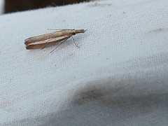 Agriphila latistria