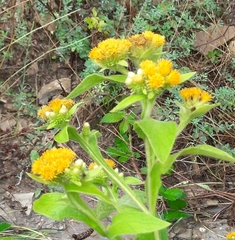 Inula thapsoides