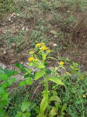 Inula thapsoides