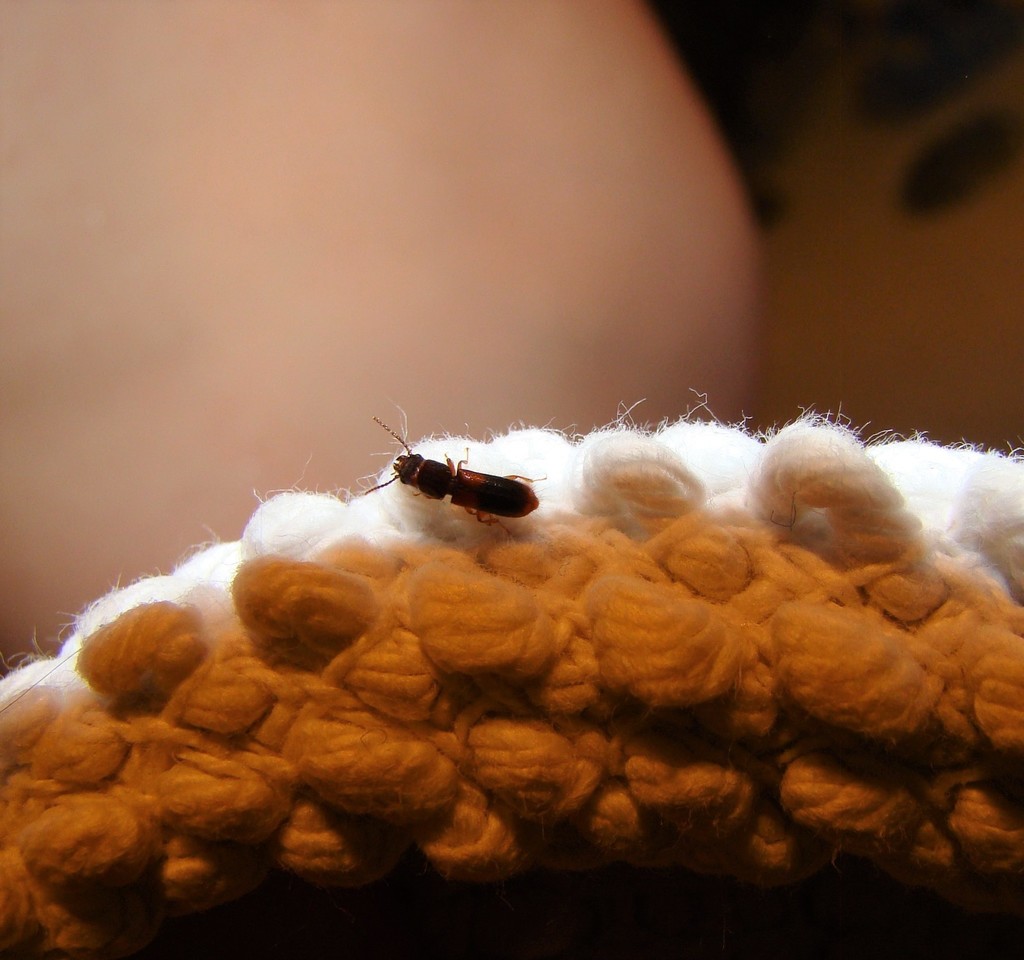 Chaetosoma scaritides