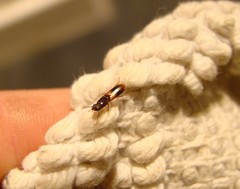 Chaetosoma scaritides