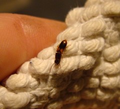 Chaetosoma scaritides