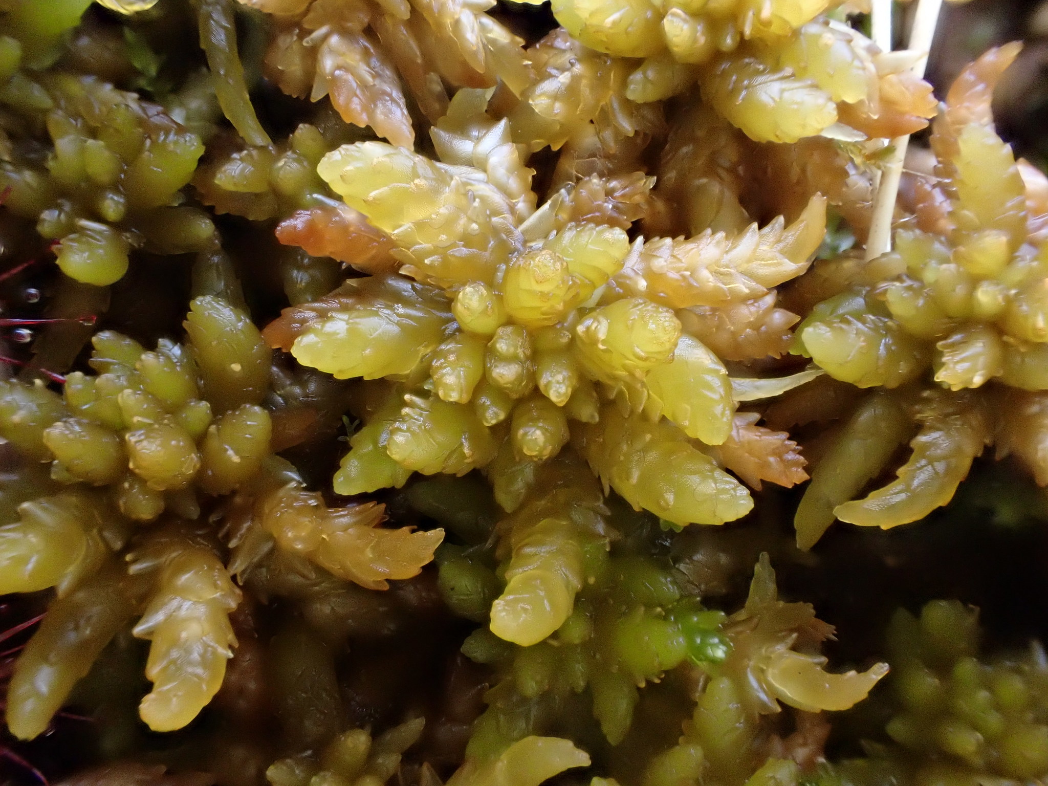 Sphagnum mosses (Genus Sphagnum) · iNaturalist