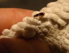 Chaetosoma scaritides