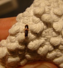 Chaetosoma scaritides