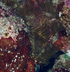 Macrorhynchia phoenicea