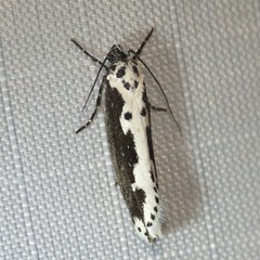 Ethmia semilugens