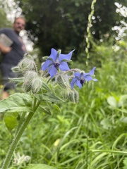 Borago officinalis